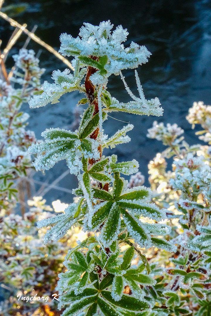 Winterzauber - eine Pflanze an meinem Teich