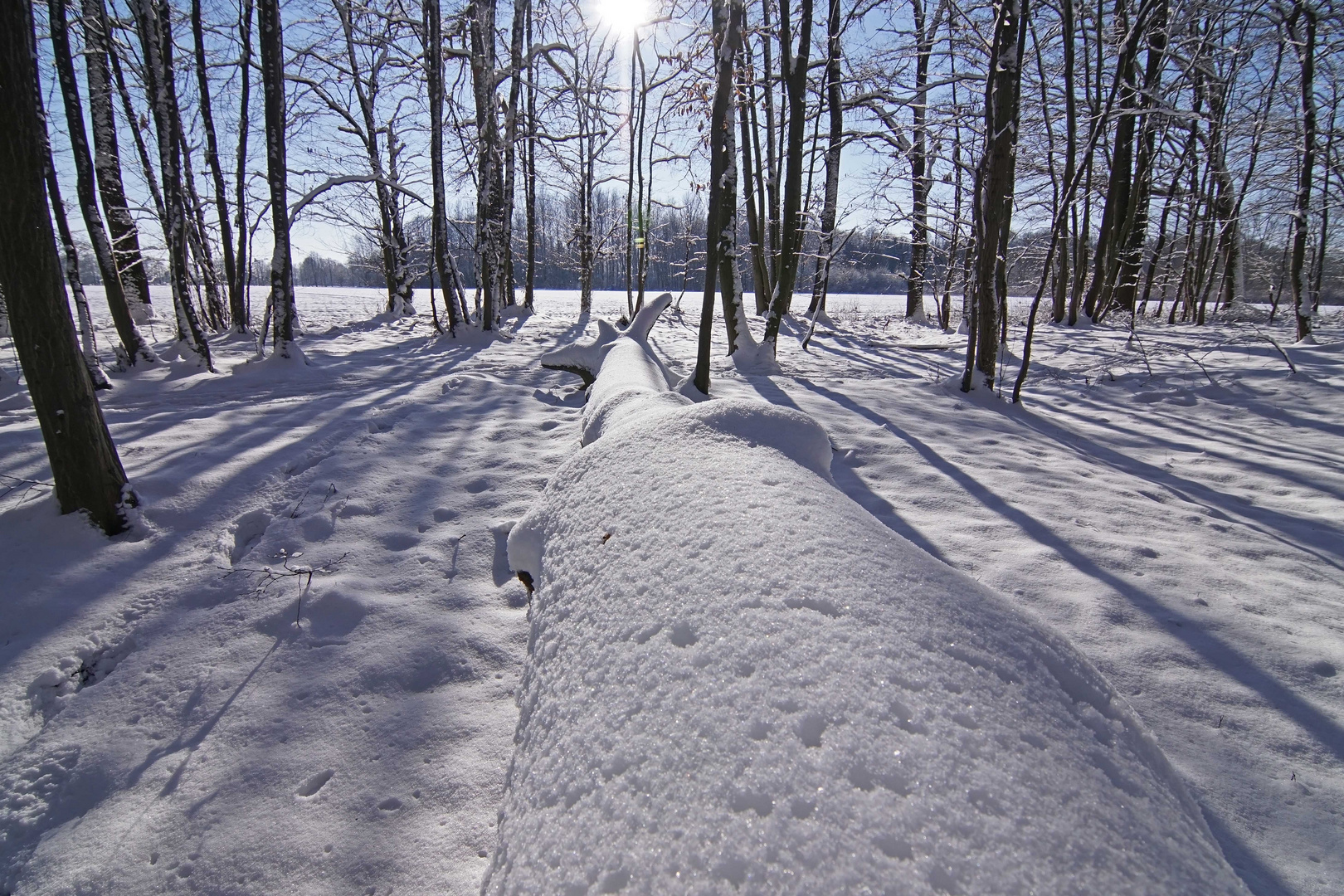 Winterzauber im Auewald