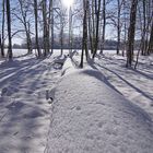 Winterzauber im Auewald