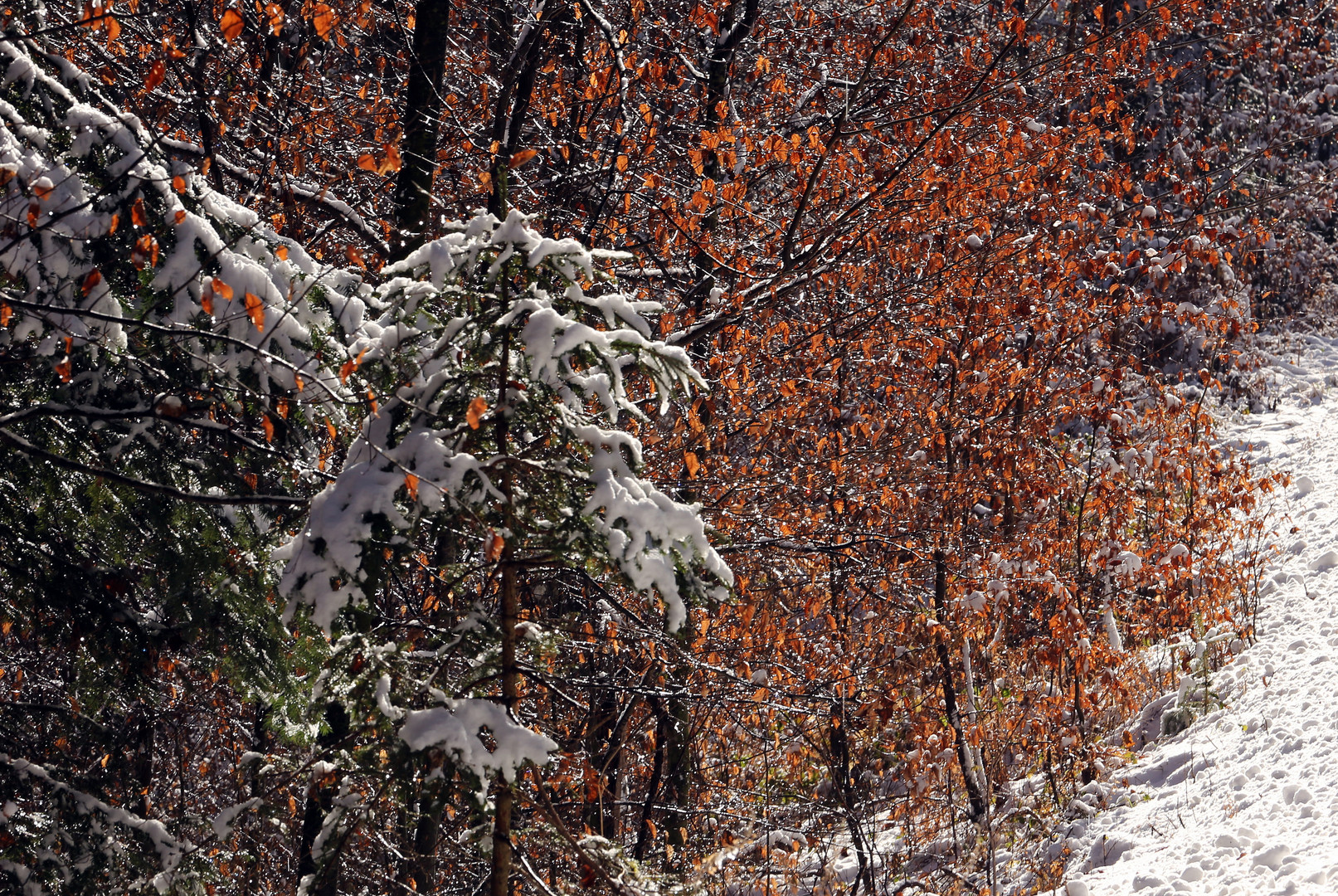 Winterzauber im Buchenwald