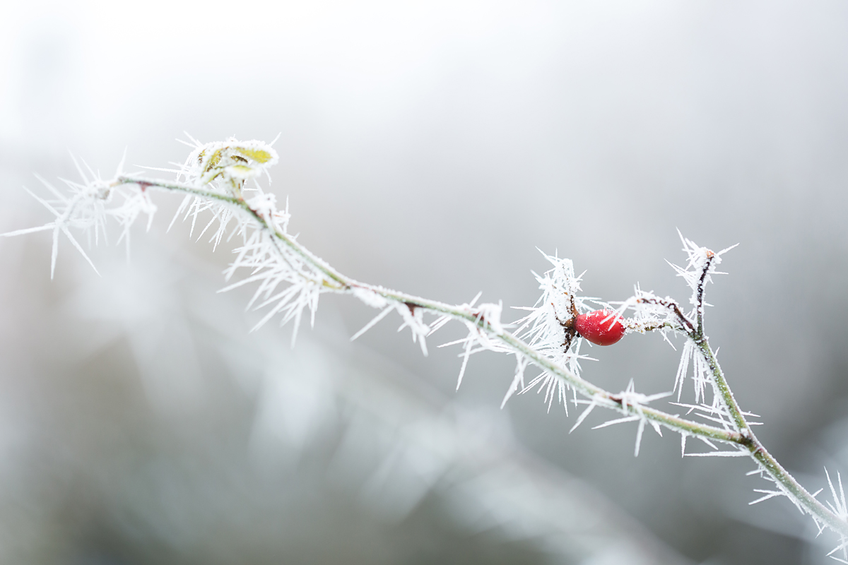 Winterzauber im Garten