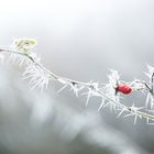 Winterzauber im Garten