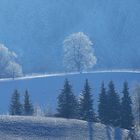 Winterzauber im Gegenlicht