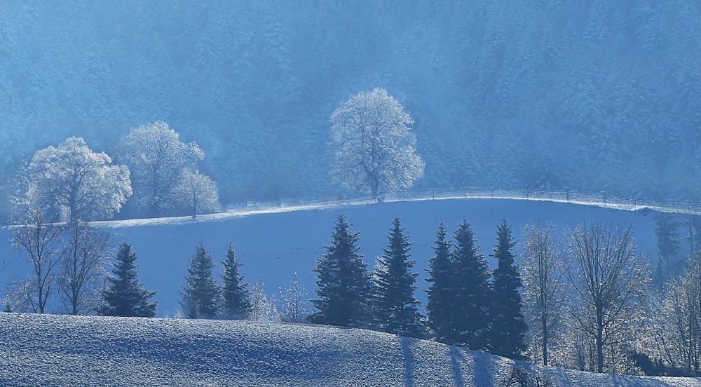 Winterzauber im Gegenlicht