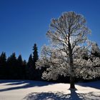 Winterzauber im Schweizer Jura Teil 5