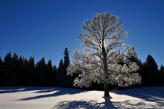 Winterzauber im Schweizer Jura Teil 5