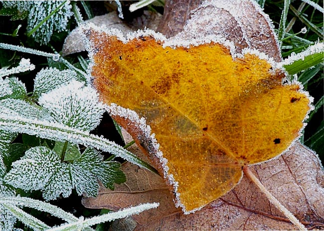 Winterzauber im Spätherbst.