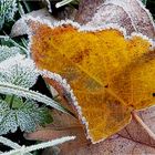 Winterzauber im Spätherbst.