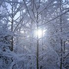 Winterzauber im Wald