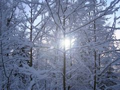 Winterzauber im Wald