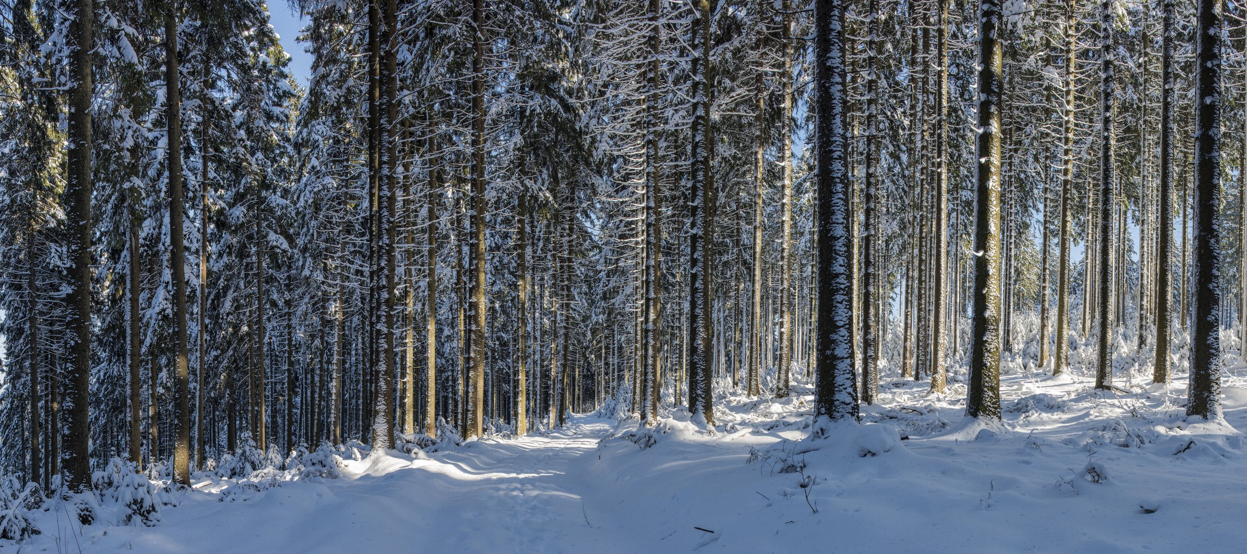 Winterzauber im Wald nahe der Hohen Acht in der Eifel