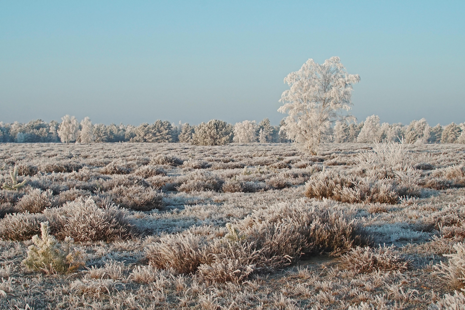 Winterzauber in der Göbelner Heide