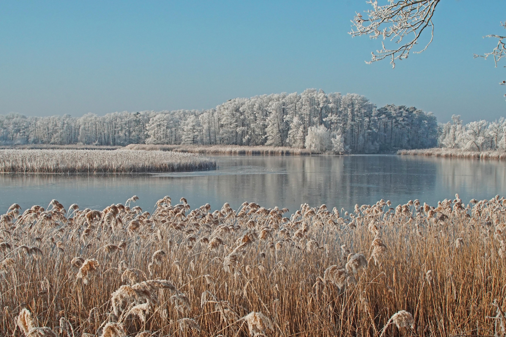 Winterzauber in der Teichlandschaft