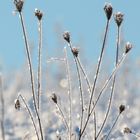 Winterzauber / Nationalpark Unteres Odertal