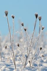 Winterzauber / Nationalpark Unteres Odertal