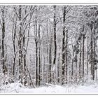 Winterzauber-Wald