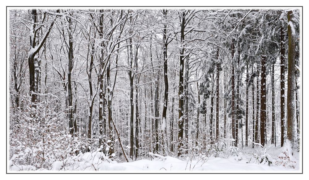 Winterzauber-Wald