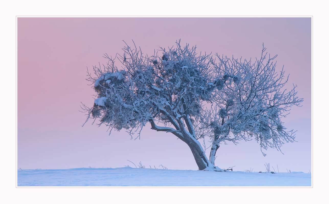 °°° Winterzauberbaum °°°