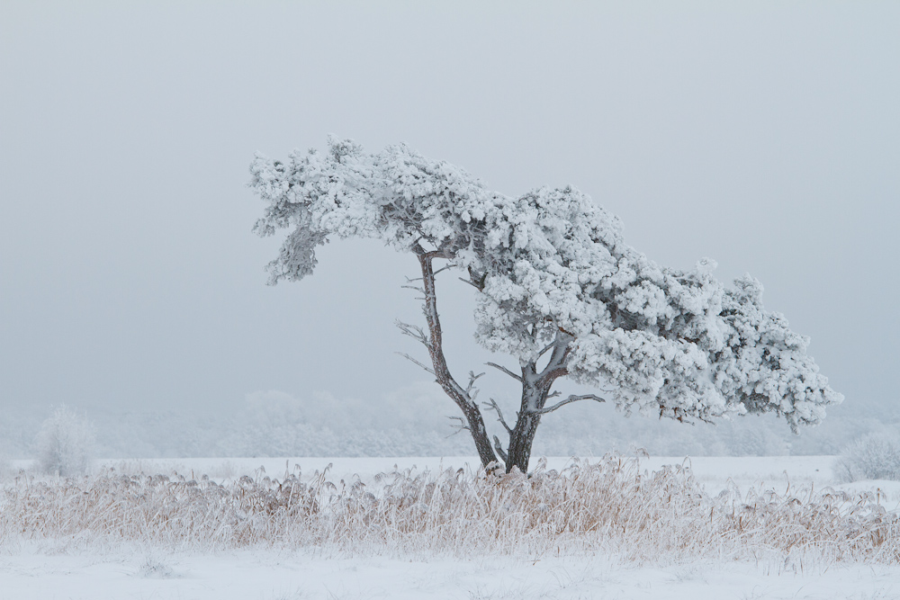 Winterzauberbaum