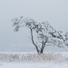 Winterzauberbaum