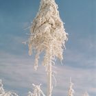 Winterzauberbaum