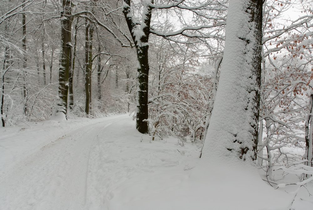 Winterzauberwald