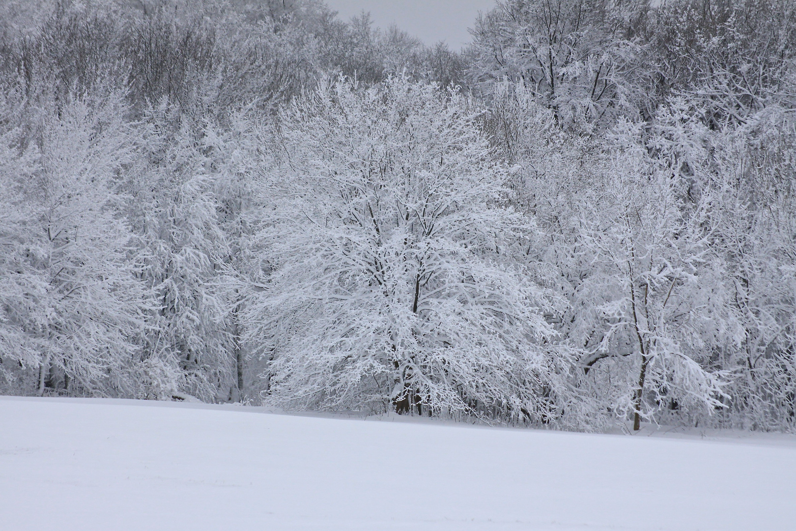 Winterzauberwald