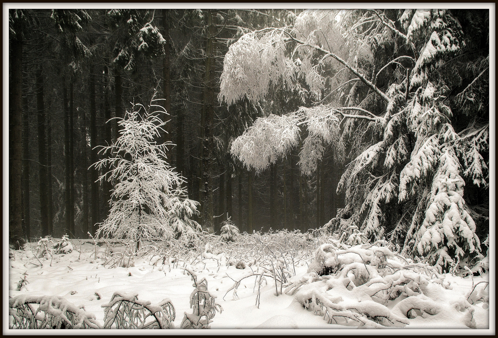 Winterzauberwald