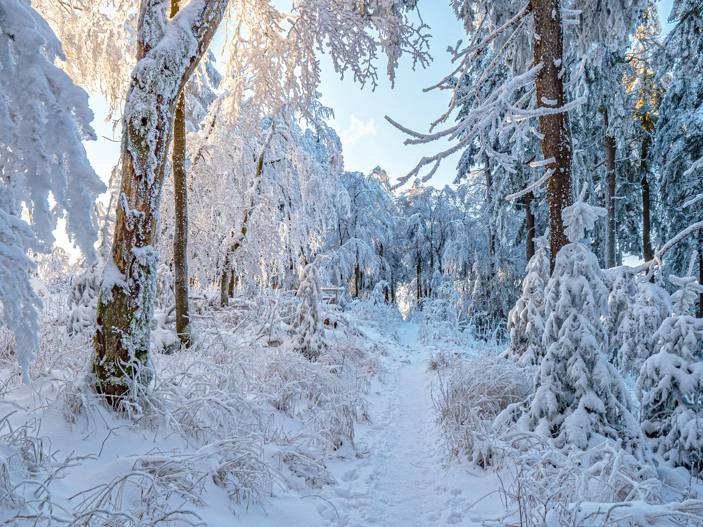 Winterzauberwald