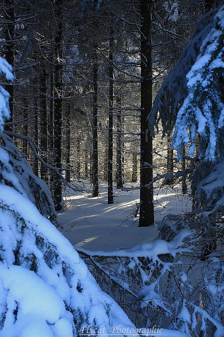 Winterzauberwald in Altenberg