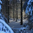 Winterzauberwald in Altenberg