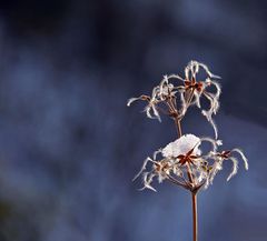 Winterzauberwelt