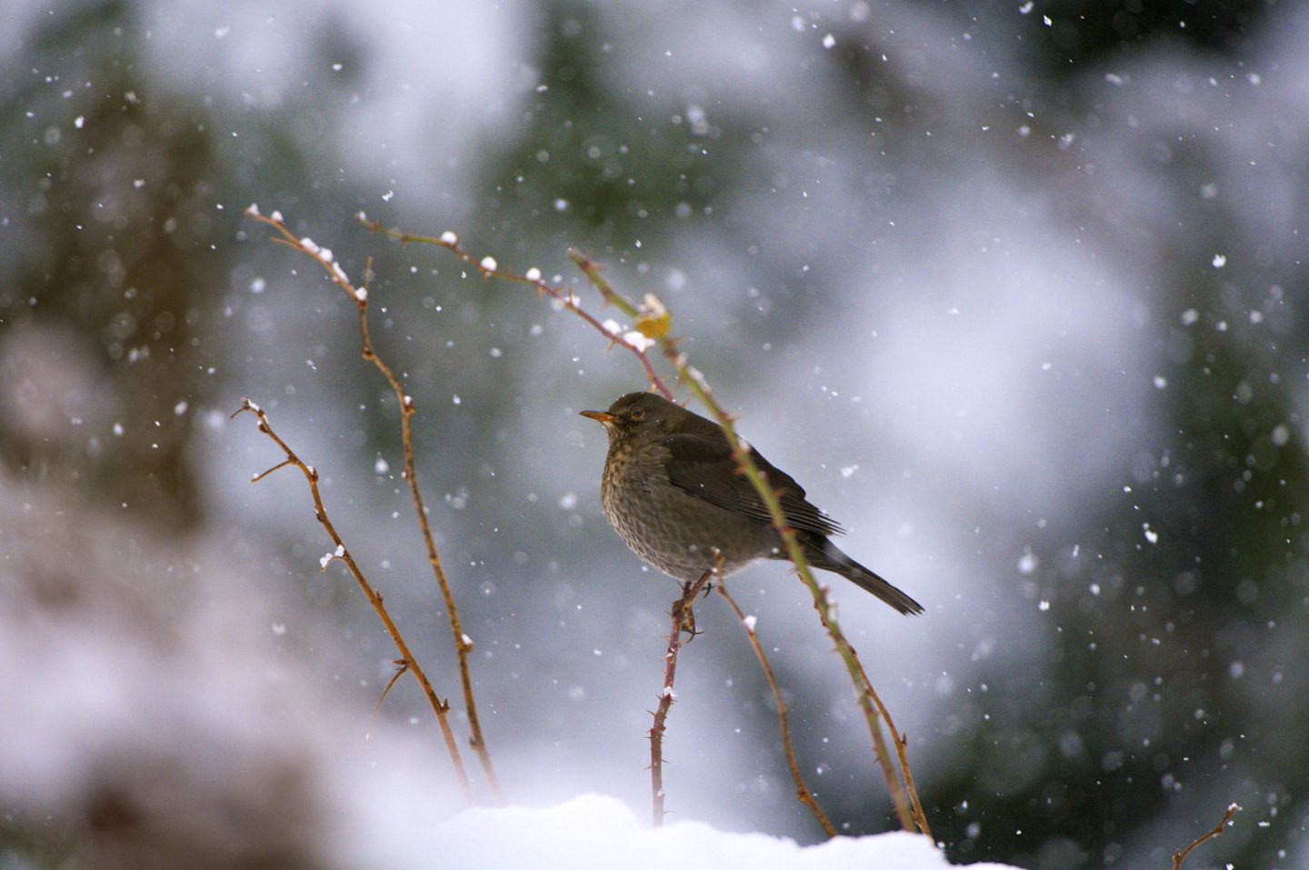 Winterzeit