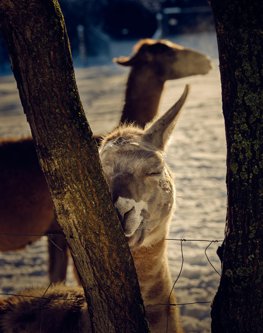 Winterzeit Alpakafarm 01