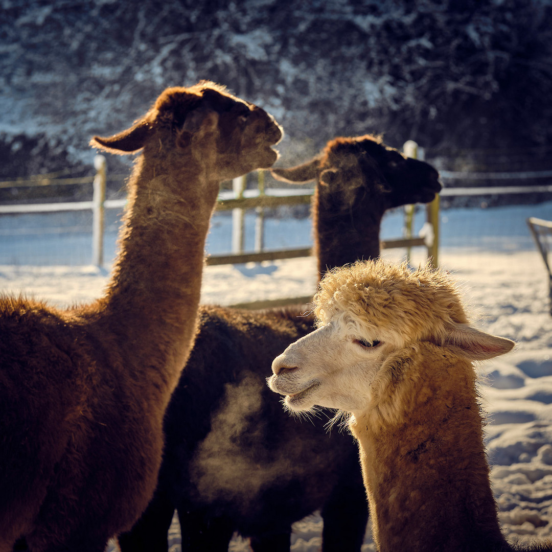 Winterzeit Alpakafarm 03