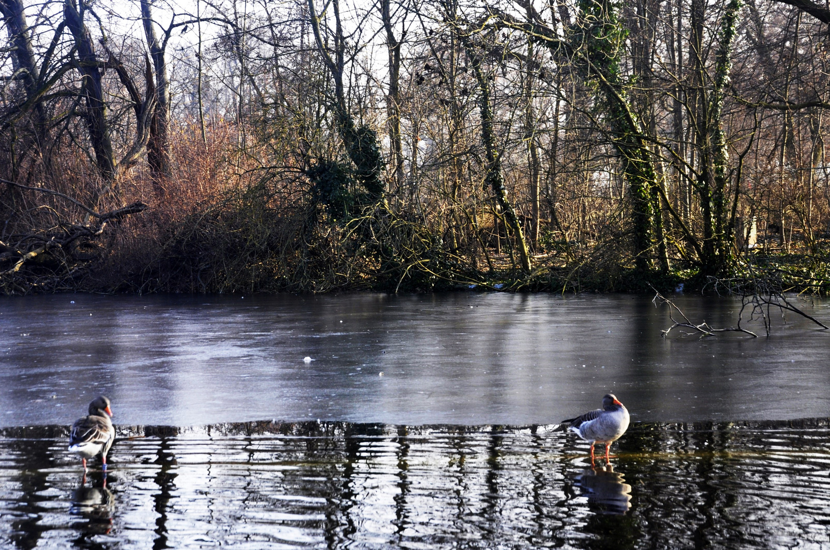 Winterzeit am Teich