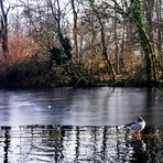 Winterzeit am Teich