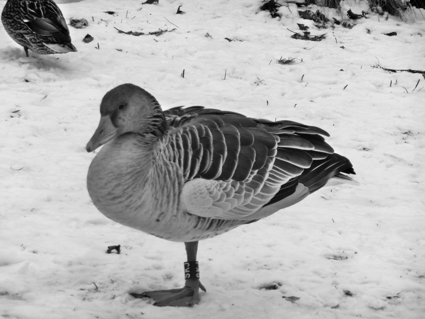 Winterzeit auch für die Enten