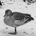 Winterzeit auch für die Enten