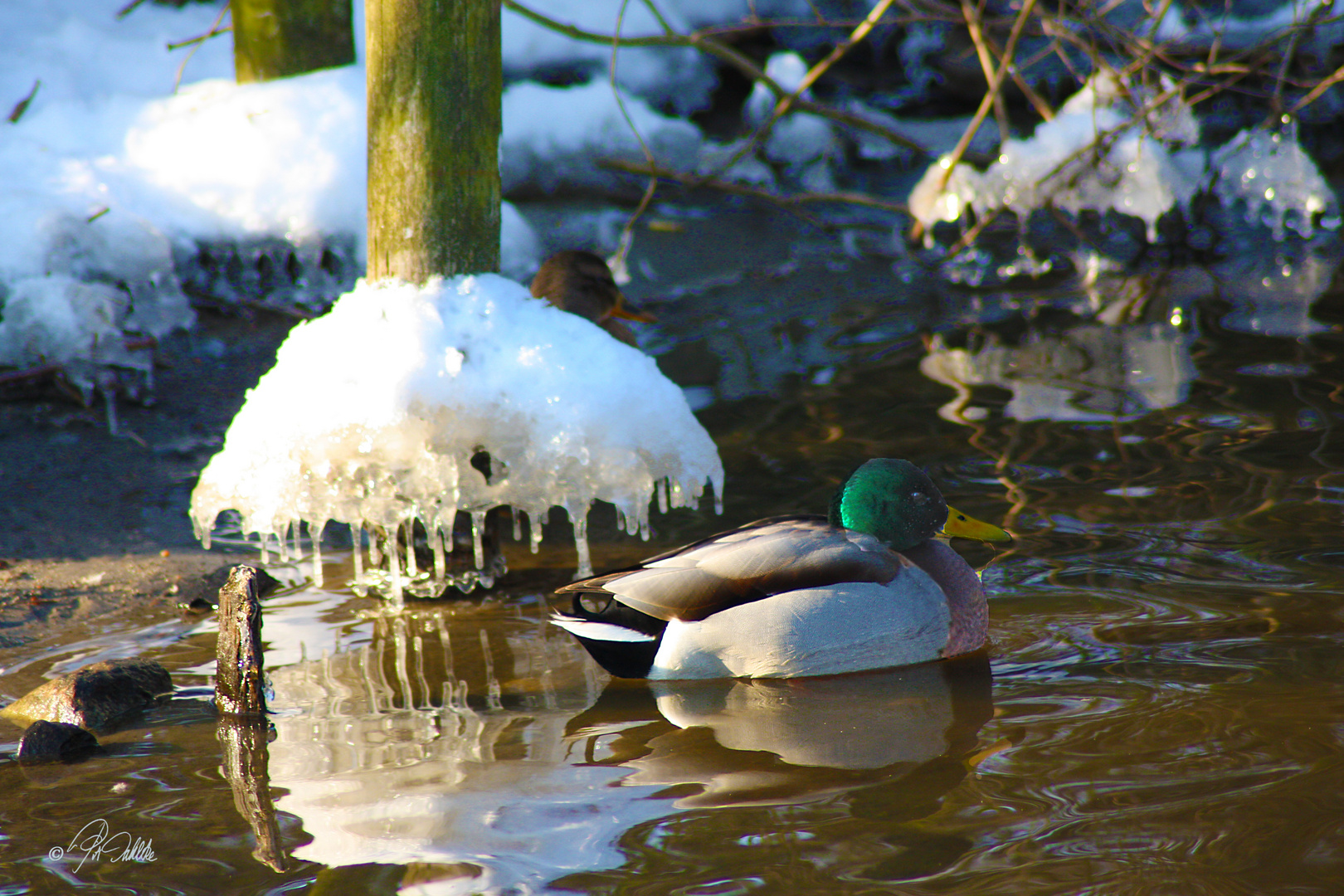 " Winterzeit "              Dienstag ist Spiegeltag  26.01.20211   