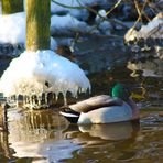 " Winterzeit "              Dienstag ist Spiegeltag  26.01.20211   