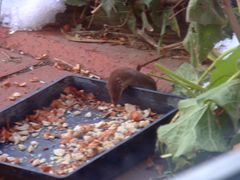 Winterzeit - Eine Spitzmaus guckt nach Nüssen