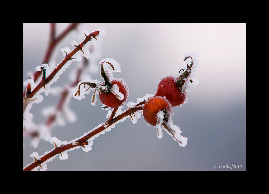 Winterzeit - Eiszeit # 04