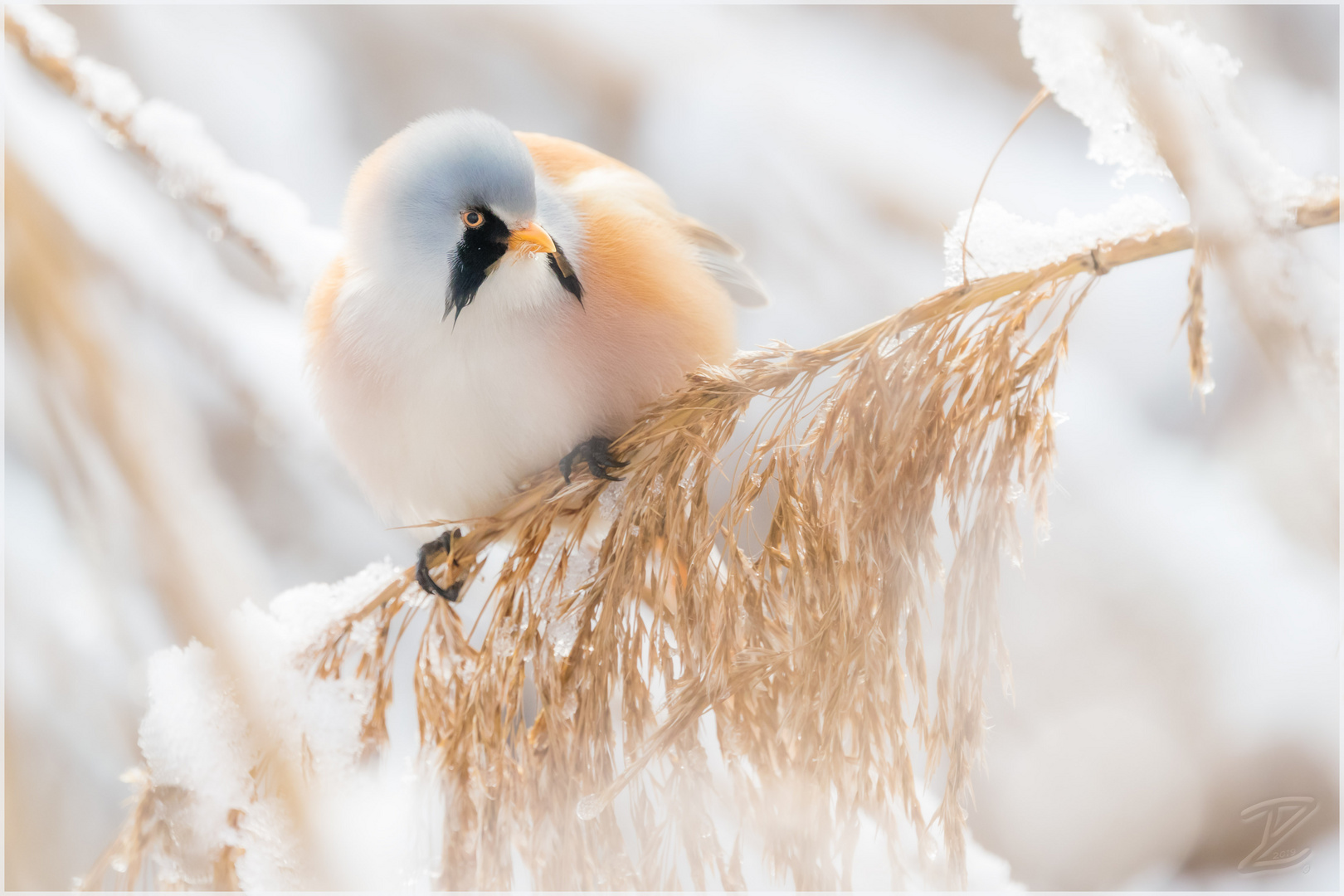 Winterzeit für Bartmeisen