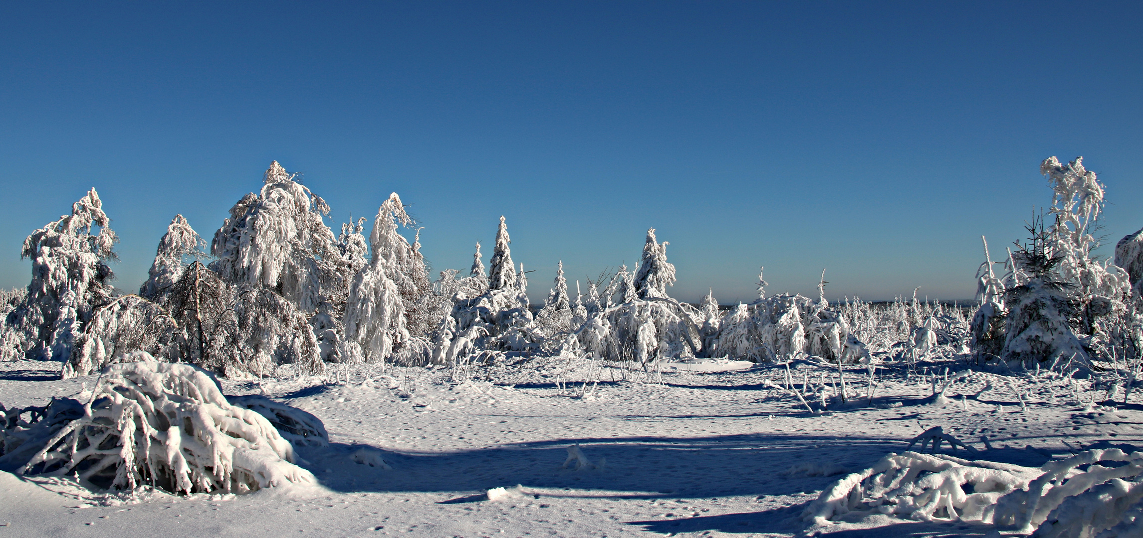 Winterzeit im Schwarzwald