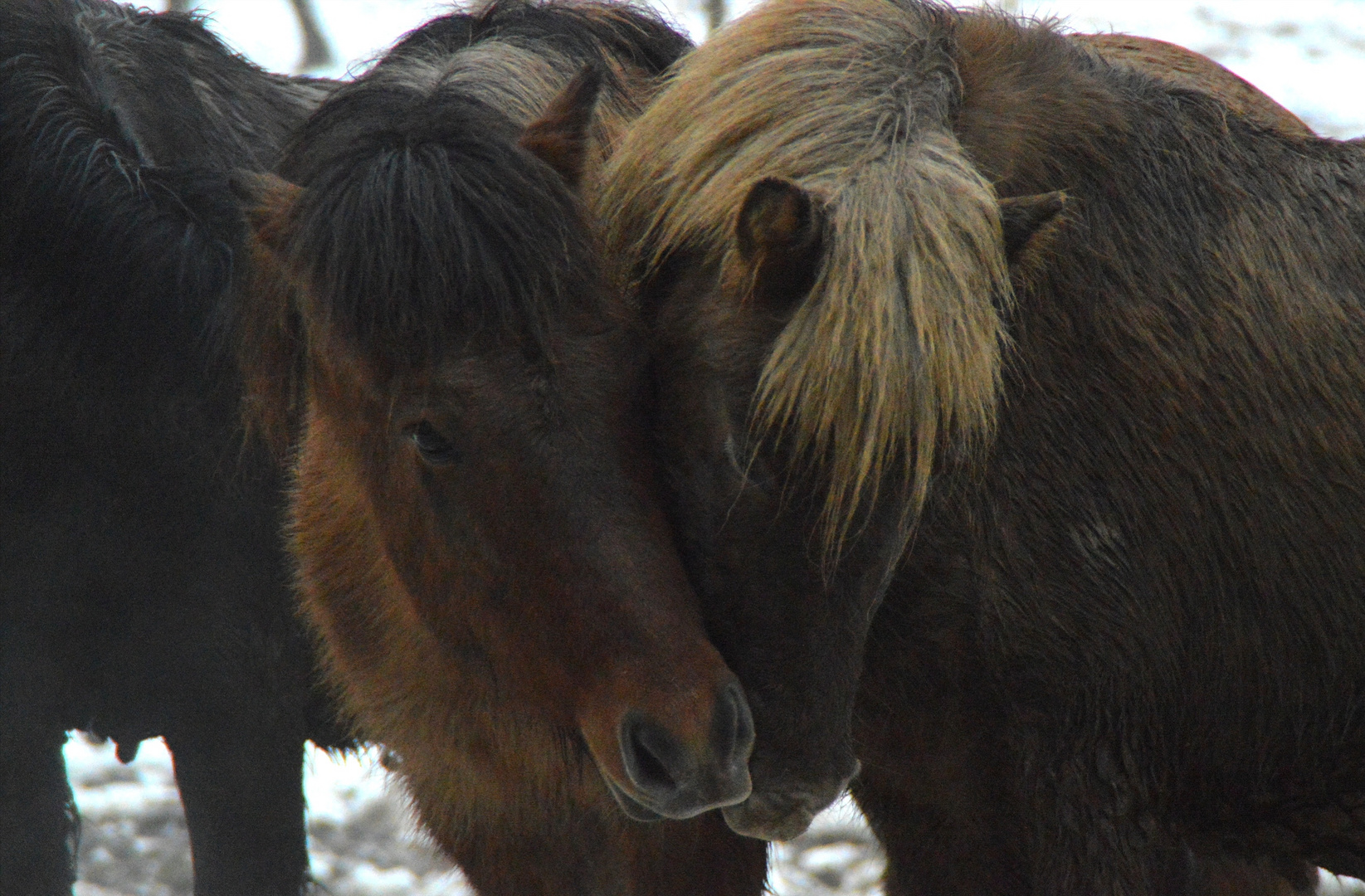 Winterzeit ist Kuschelzeit