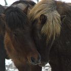 Winterzeit ist Kuschelzeit