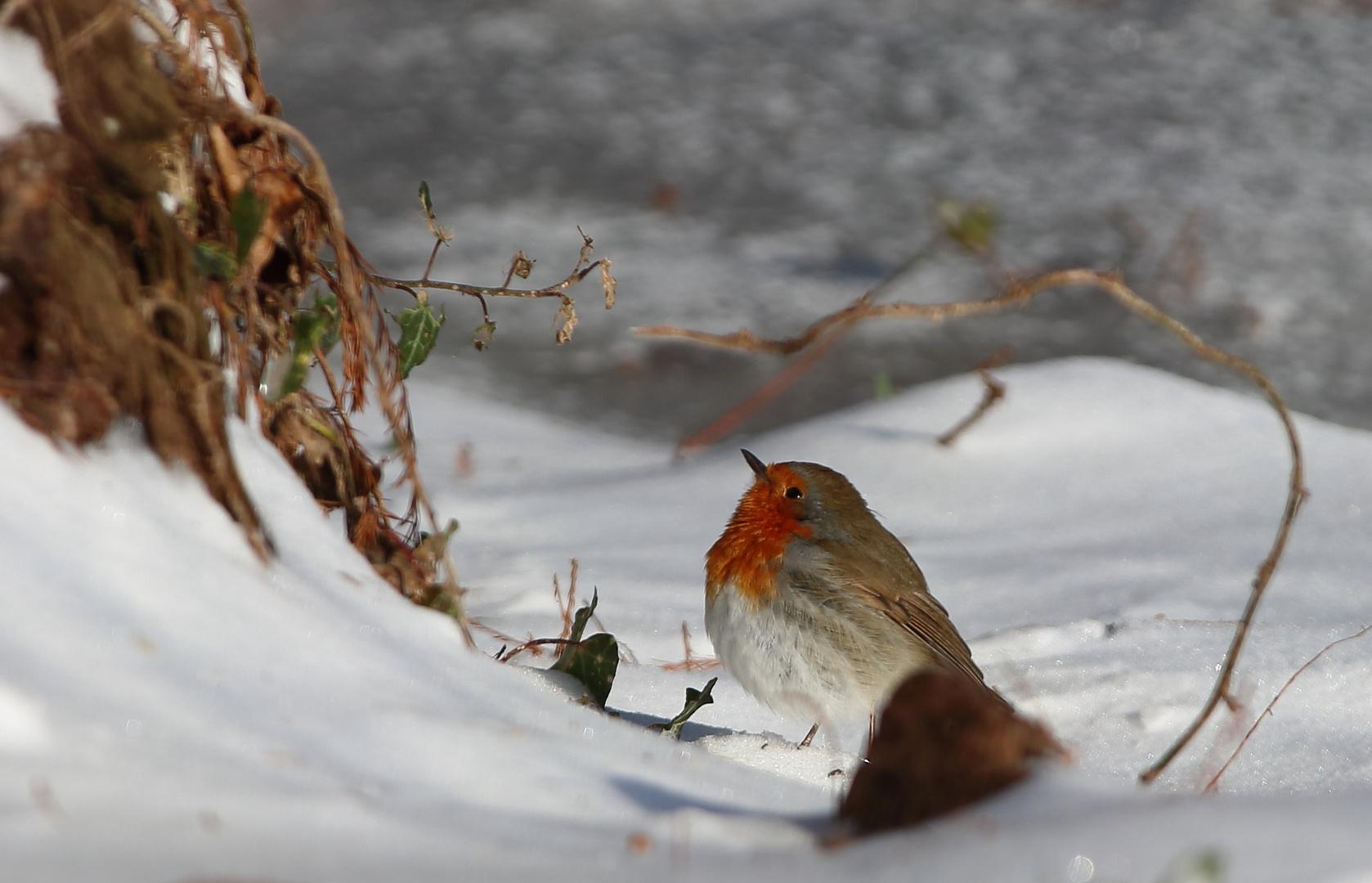 Winterzeit - Leidenszeit....