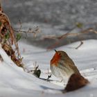 Winterzeit - Leidenszeit....