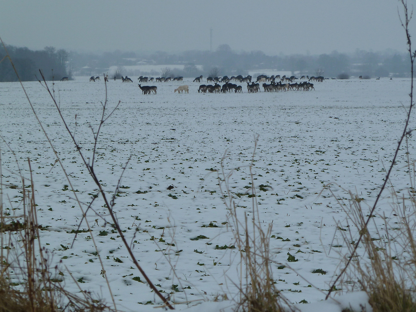 Winterzeit - Rudelzeit